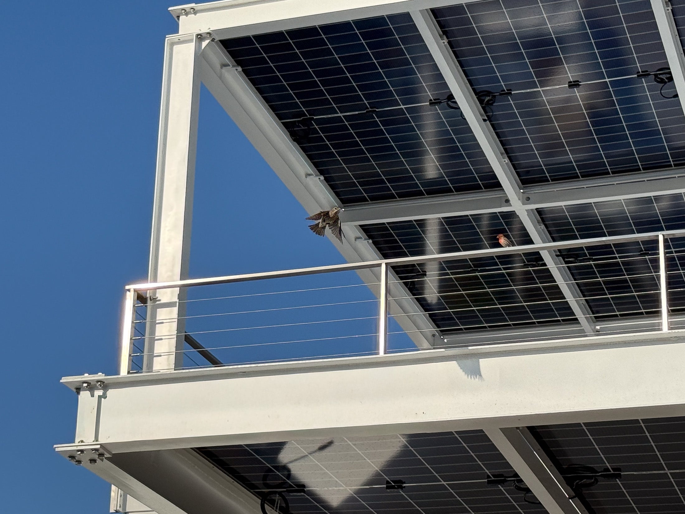Inline Design stainless steel cable railing Arcadia project